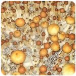Псилоцибиновые (галлюциногенные)  грибы Psilocybin "Golden Teacher" в Гаджиево