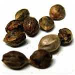 Семена марихуаны АК-47  (Seeds AK-47) в Гаджиево